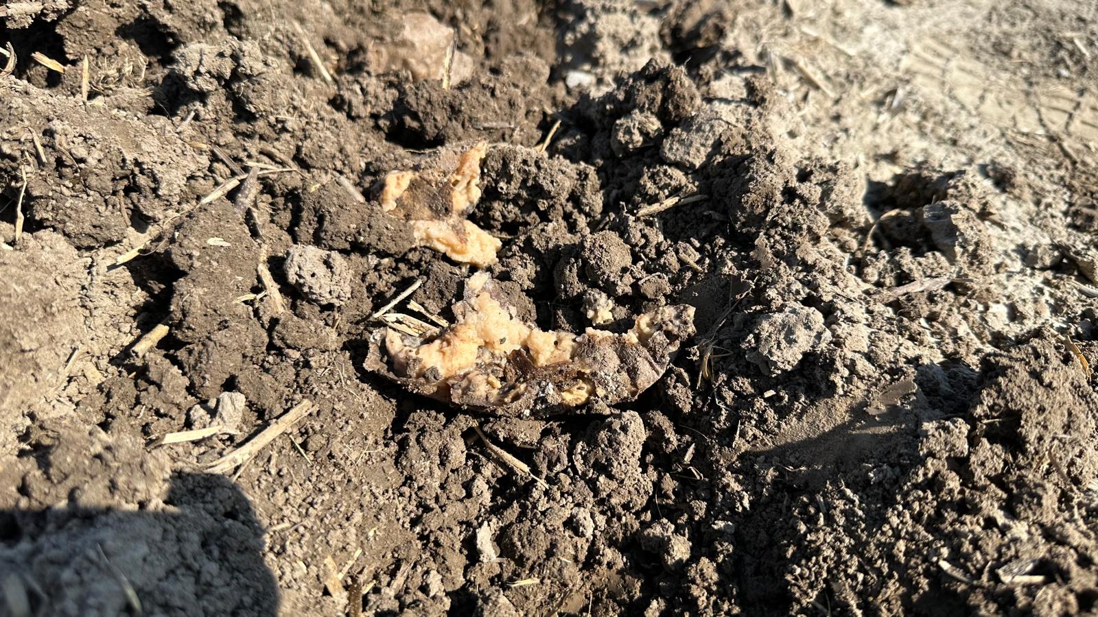 Aardappel weggerot door het water.