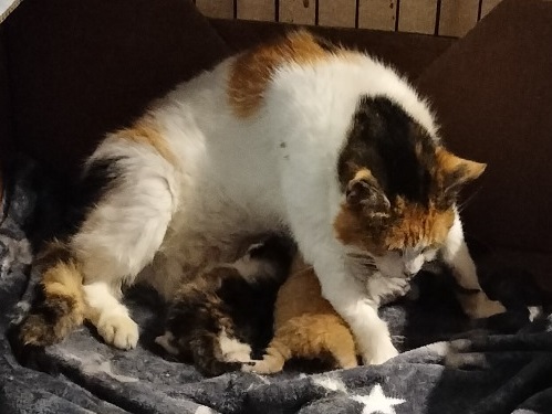 zwerkkat met kittens