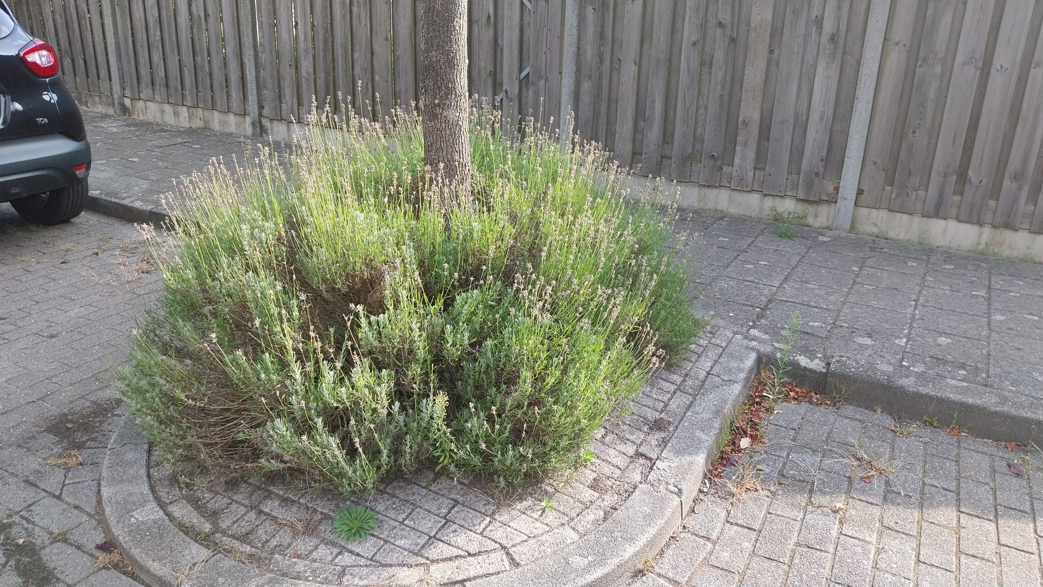 boomspiegel yersekeroord bergen op zoom