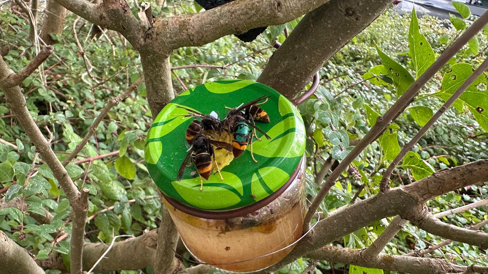 Hoornaars Roosendaal