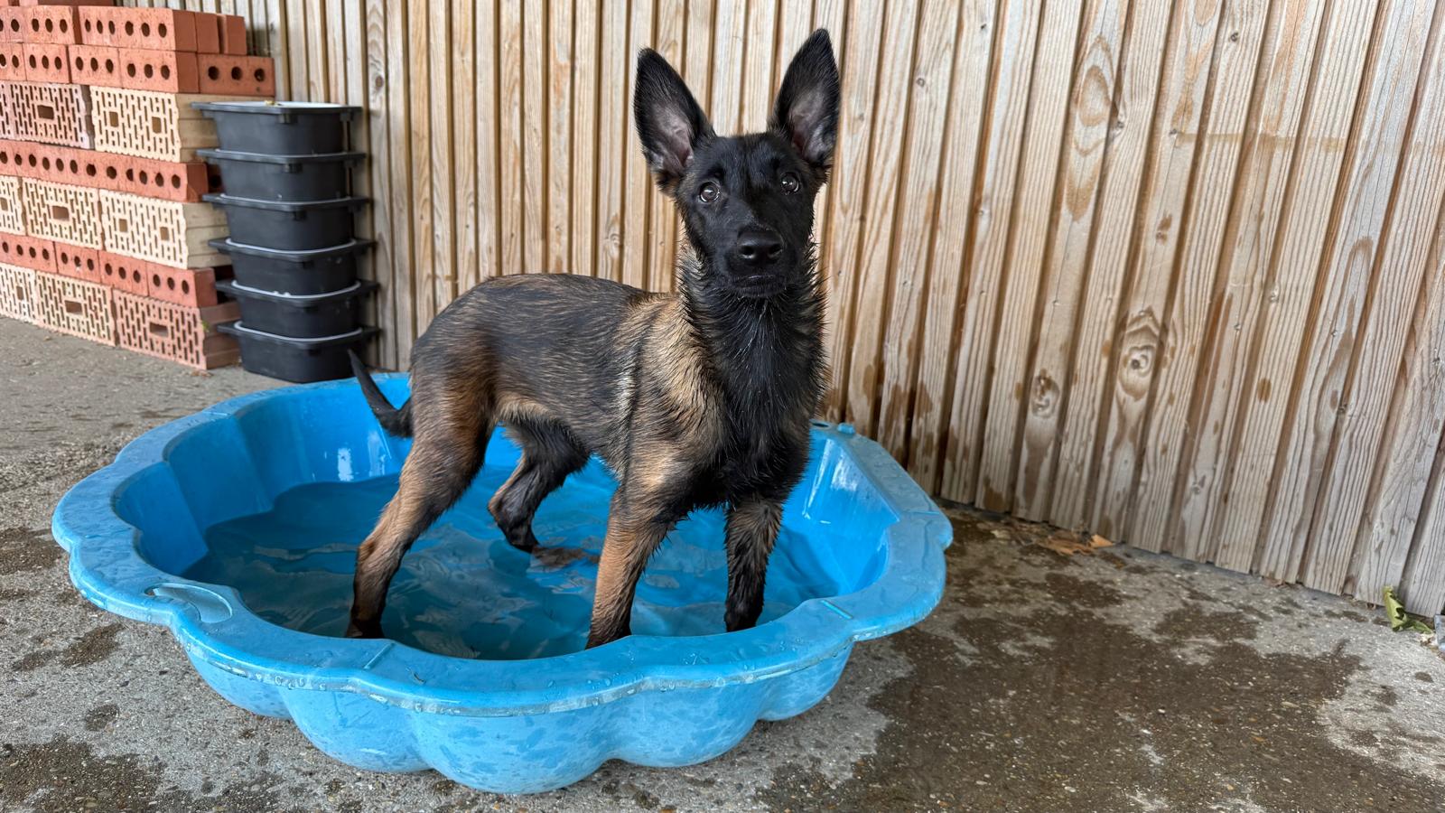 De dertien weken oude Alina zoekt verkoeling in een klein zwembadje.