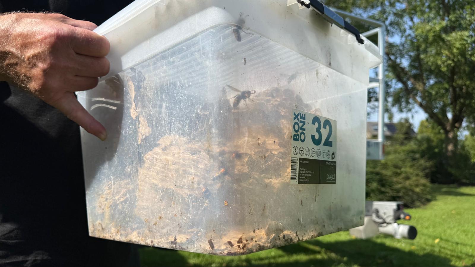 Het nest in een plasticbak. Deze gaat vervolgens de vriezer in.