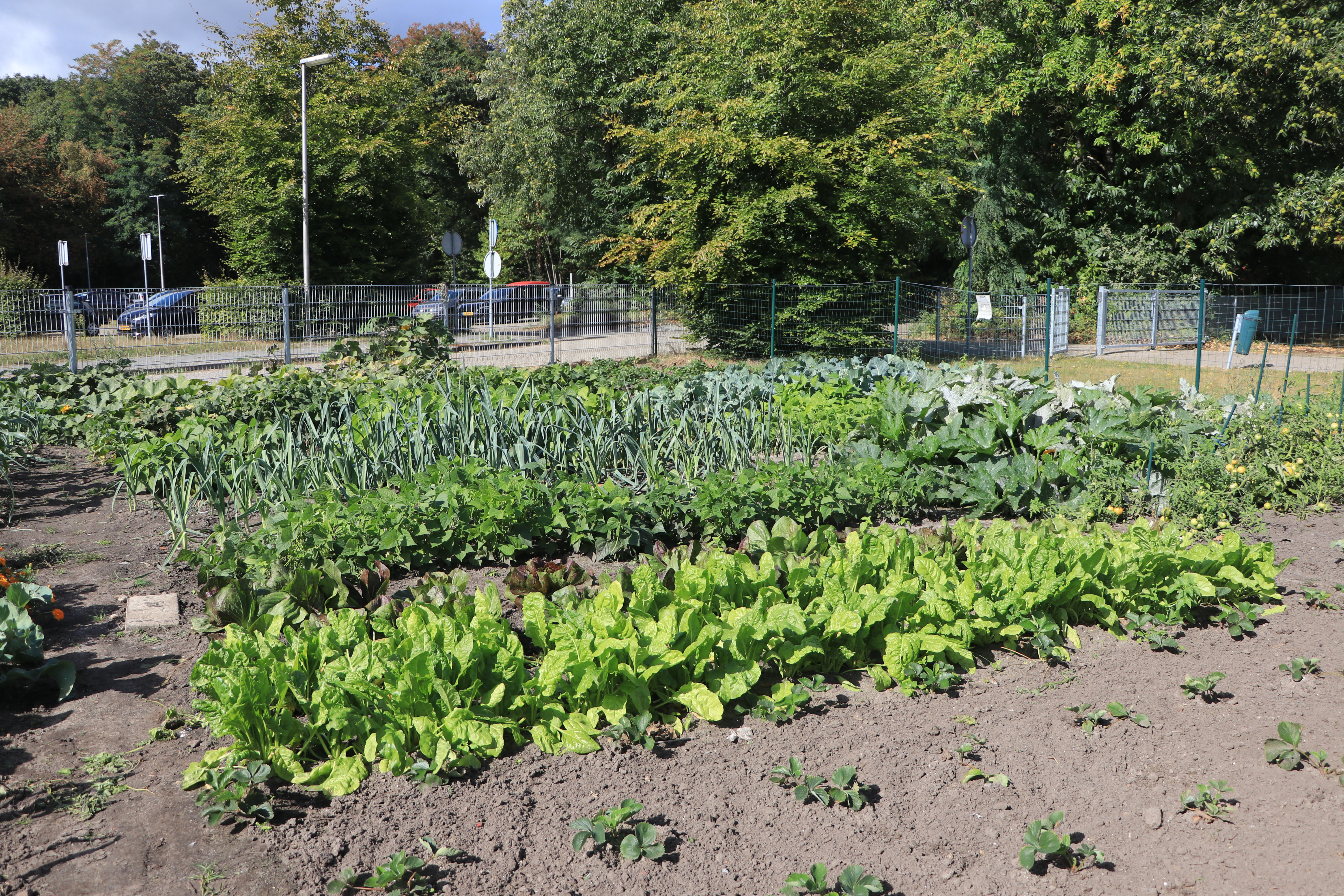 In de moestuin worden verschillende groentes verbouwd. (Foto: ZuidWest Update)