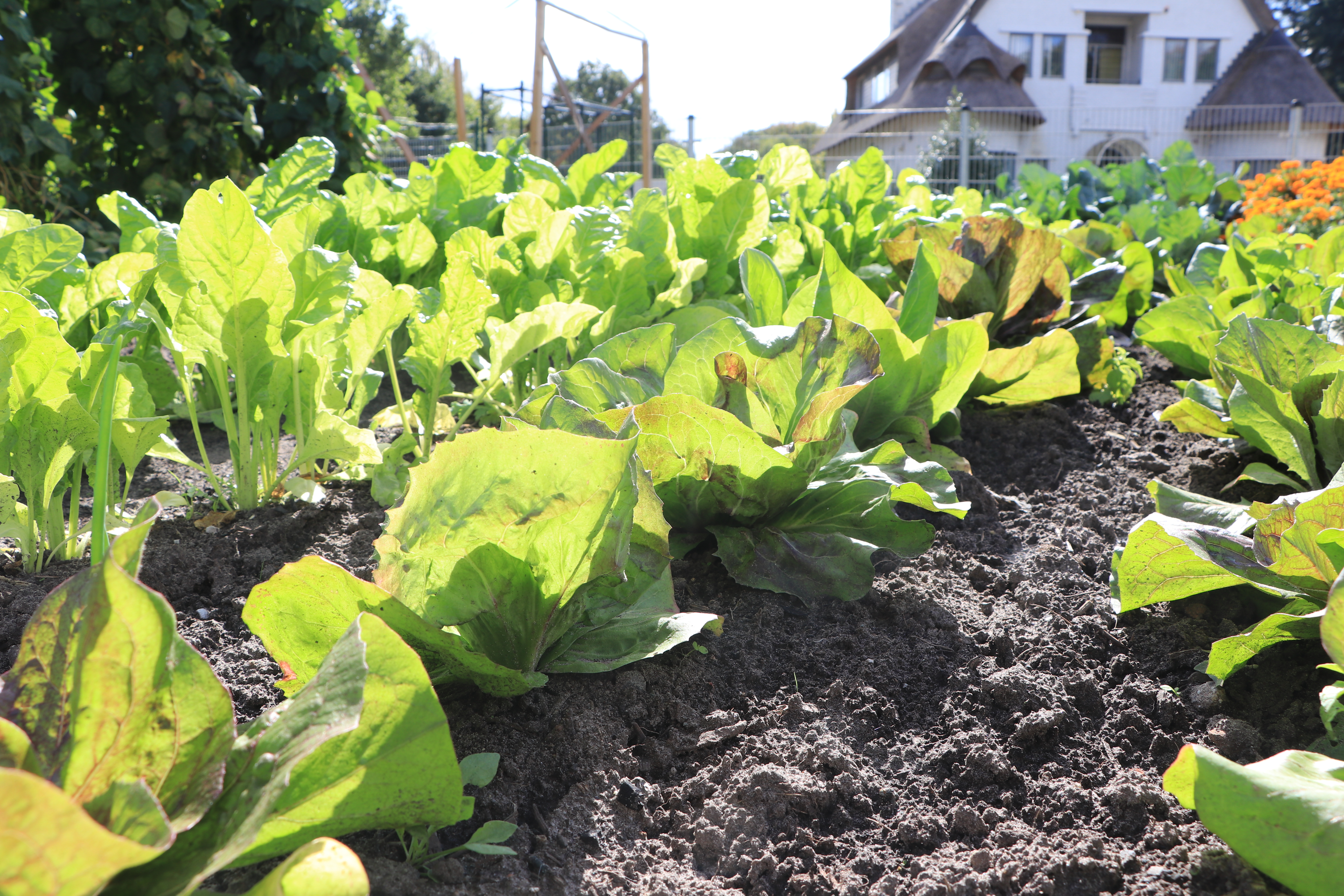 De gewassen in de moestuin staan er goed bij. (Foto: ZuidWest Update)