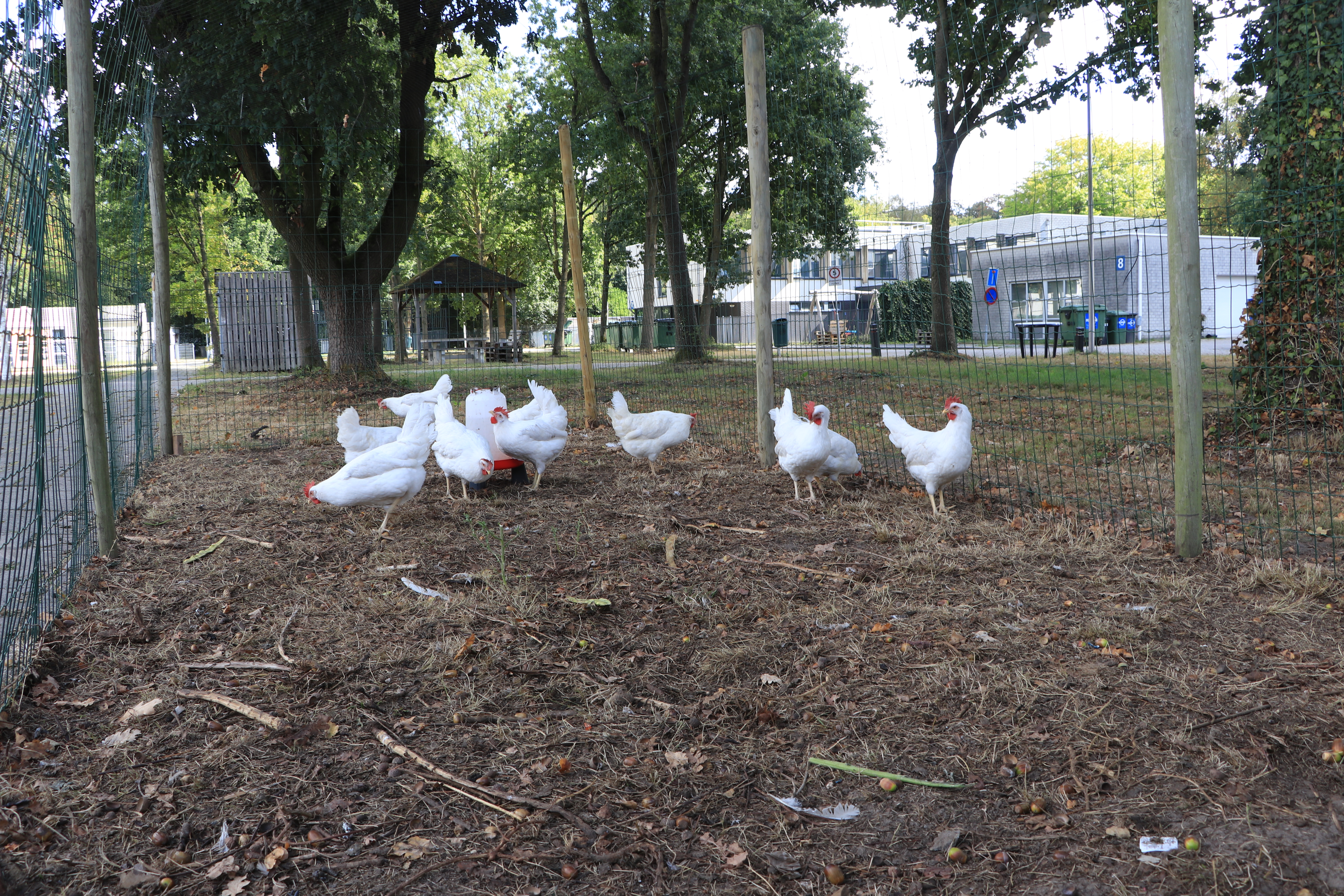 Bewoners hebben voor de kippen het hok gebouwd. (Foto: ZuidWest Update)