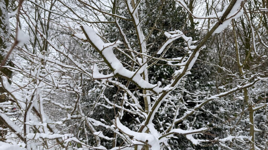 Sneeuw in de bomen
