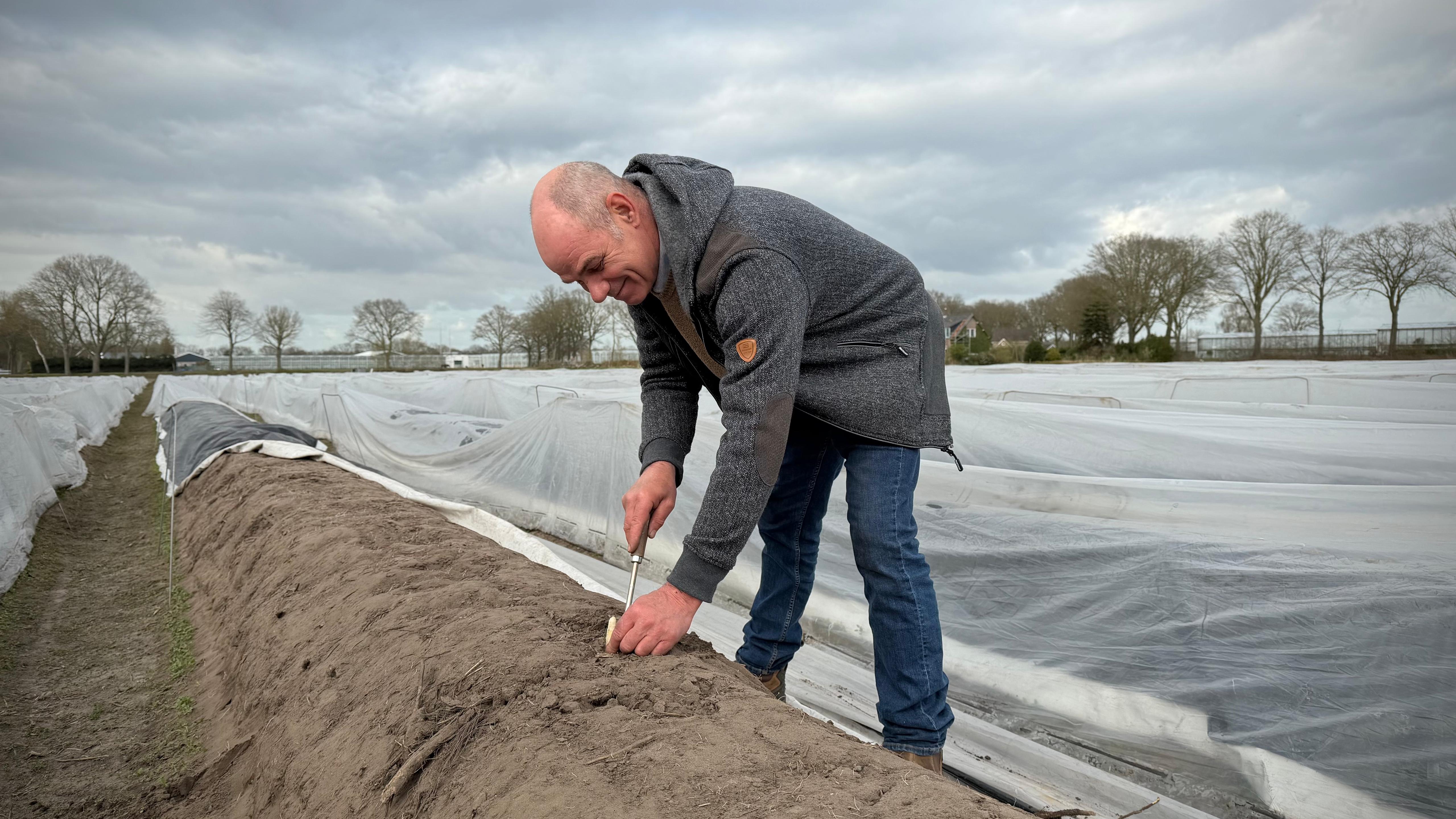 Gilbert op het land asperges aan het steken.