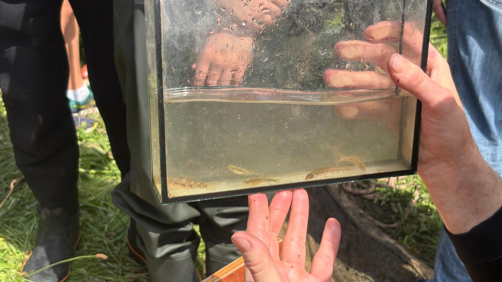 Een gevangen Zwartbekgrondel, Kaukasische dwerggrondel en modderkruiper (Foto: ZuidWest Update)
