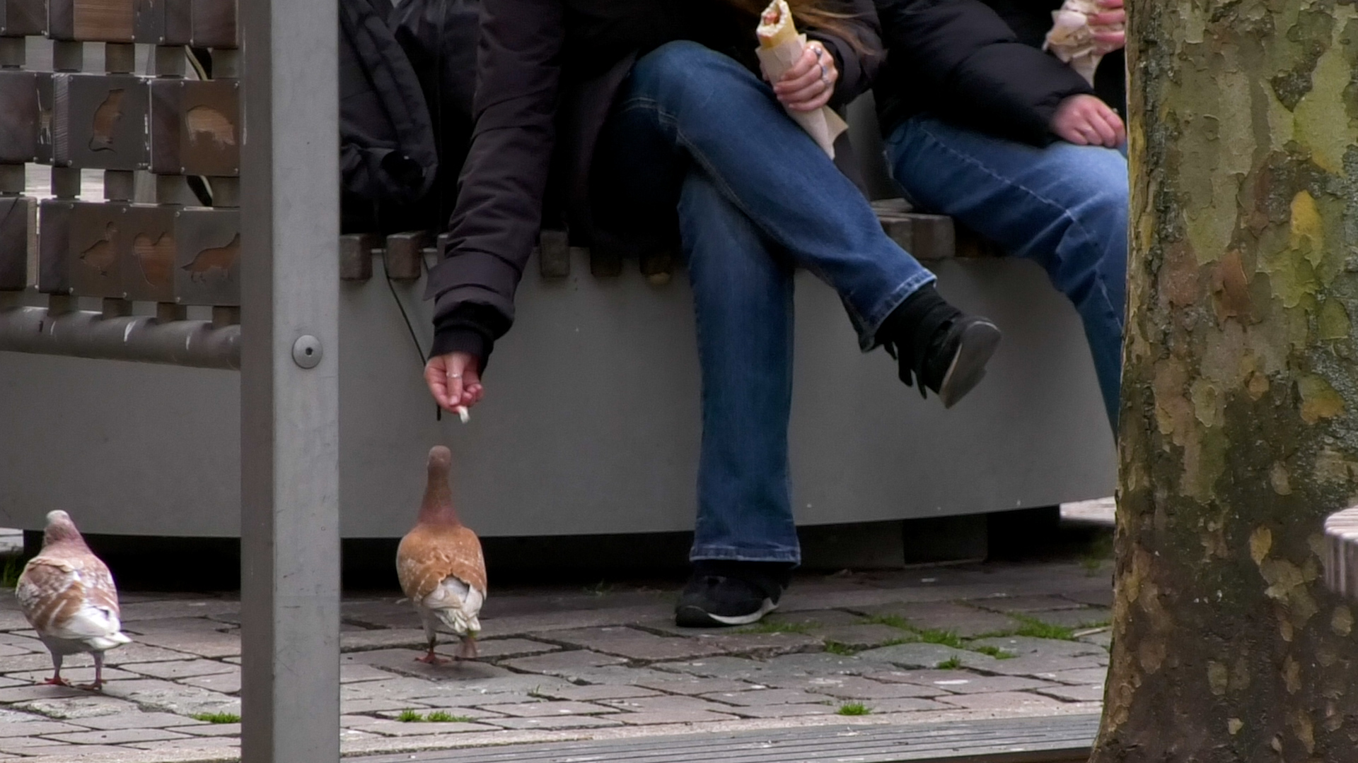 Ondanks het verbod worden de duiven nog steeds stiekem gevoerd.